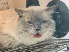 -老吴的猫·猫舍(新区店)