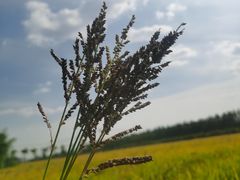 -嘉北郊野公园