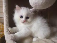 -纳吉亚猫专科动物诊疗中心(蒋宅口分院)