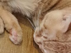 -平行世界·猫咖(首经贸店)