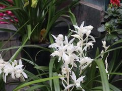 -青石桥花鸟鱼虫市场(叠翠城店)