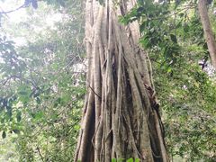 -中国科学院西双版纳热带植物园