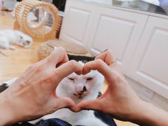 -momokira米努特·德文卷毛猫·棉花面纱犬