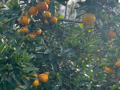 -前小桔亲子创意农场·草莓采摘·露营烧烤