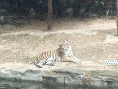 -深圳野生动物园