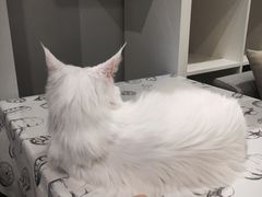 -吉丁鸟咖·异宠·寄养