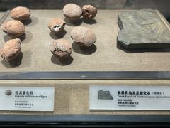 -烟台市博物馆