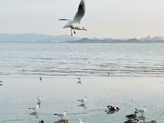 -深圳湾公园(南山区)