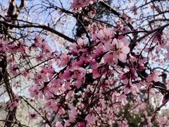 -桃花堤公园