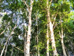-御道口草原森林风景区