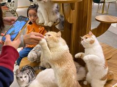 -飞行喵MR PILOT|猫舍·猫咖(静安大融城店)