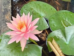 -罗浮山·罗园农庄