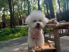 -唐小姐の猫狗洗护·购宠旗舰店(周浦万达店)