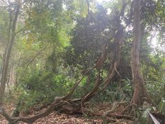 -广西壮族自治区药用植物园
