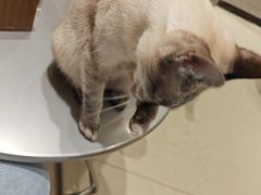 -藏猫猫咖啡主题馆(中央大道店)