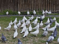 -上海野生动物园