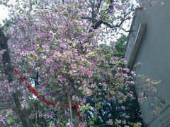 -小洲村