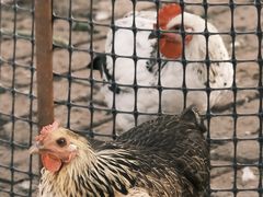 -圣·阿列克谢耶夫教堂