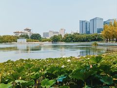 -莲花池公园