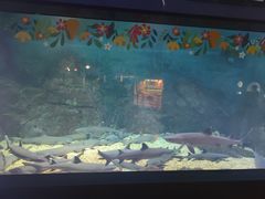 -烟台海昌鲸鲨海洋公园