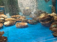 -潮庭·大连海鲜·炭火烧烤·扇贝王(大连店)