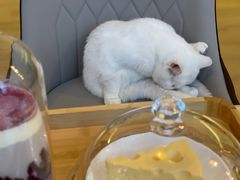 -猫腻·猫咖·撸猫馆(星光大道店)