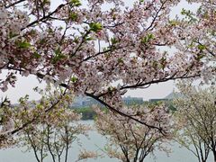 -羊山湖公园