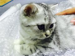 喵的天空-喵的天空名猫咖啡馆·撸猫·猫舍·用品