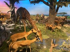 -国家自然博物馆