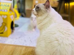 -滚猫咖啡·猫咖·猫友好撸猫(未来城店)