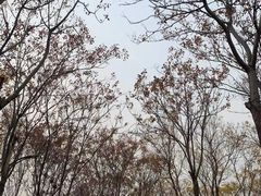 -石家庄市植物园
