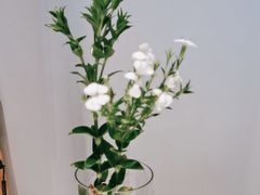 -鑫悦诚府·新鲁菜·餐厅(趵突泉店)