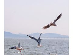 -深圳湾公园(南山区)