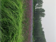 -北京东方普罗旺斯薰衣草庄园