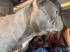 -more than meow吴止猫主题餐厅(承德 中船汇店)