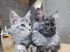 -十年猫舍·猫咪专门店(普陀店)