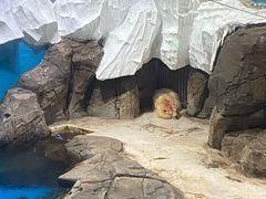 -海合安武汉极地海洋公园