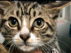 -爱牧宠物医院·猫专科·骨科·内窥镜(甪直店)