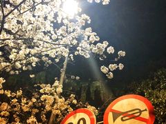 -武汉大学-樱园