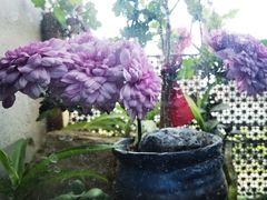 -熙盛源(苏苑街店)