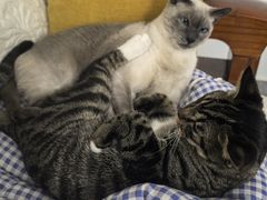 -美联众合动物医院·24h京西诊疗中心