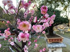 -南京古林公园