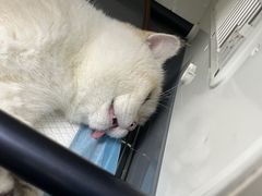 -瑞派紫金宠物医院24小时·骨科·中兽医·重症转诊中心(番禺大石院)