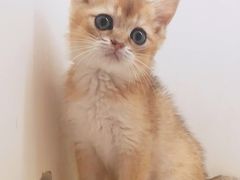 -十年猫舍·猫咪专门店(普陀店)