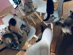 -李小姐の猫咖啡馆(五角场店)