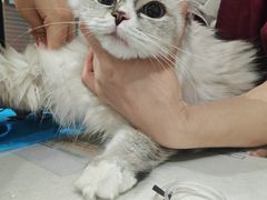 -伟伟宠物医院·CT影像中心·瑞派犬猫综合性门诊(汉口总院)