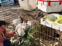 -大自然农场蔬菜草莓采摘园
