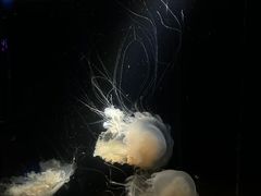 -欢乐海岸海洋奇梦馆