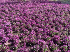 -上海滨江森林公园