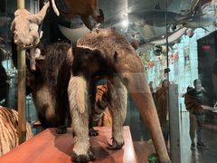 -美国自然历史博物馆